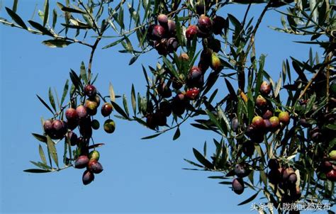 油橄欖樹|Olive tree 油橄欖樹